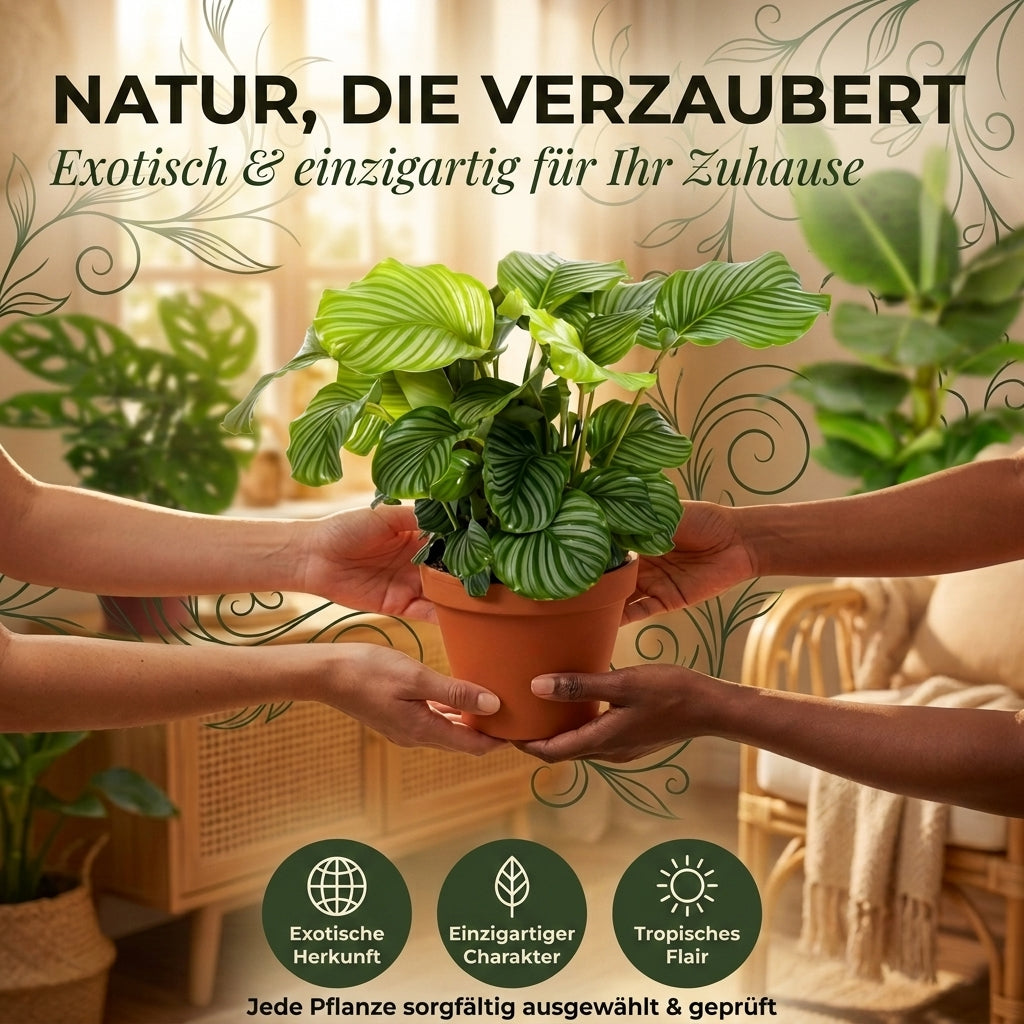 “Exotica” Pflanzenset + 4x Cremefarbener Zinktopf | 4er-Set | ca. 25-50 cm | Ø 12-15 cm Topf