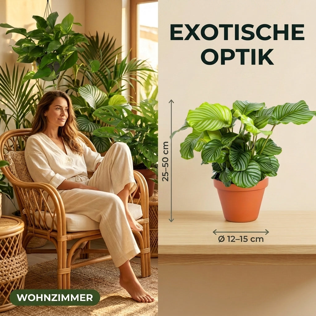 “Exotica” Pflanzenset + 4x Cremefarbener Zinktopf | 4er-Set | ca. 25-50 cm | Ø 12-15 cm Topf