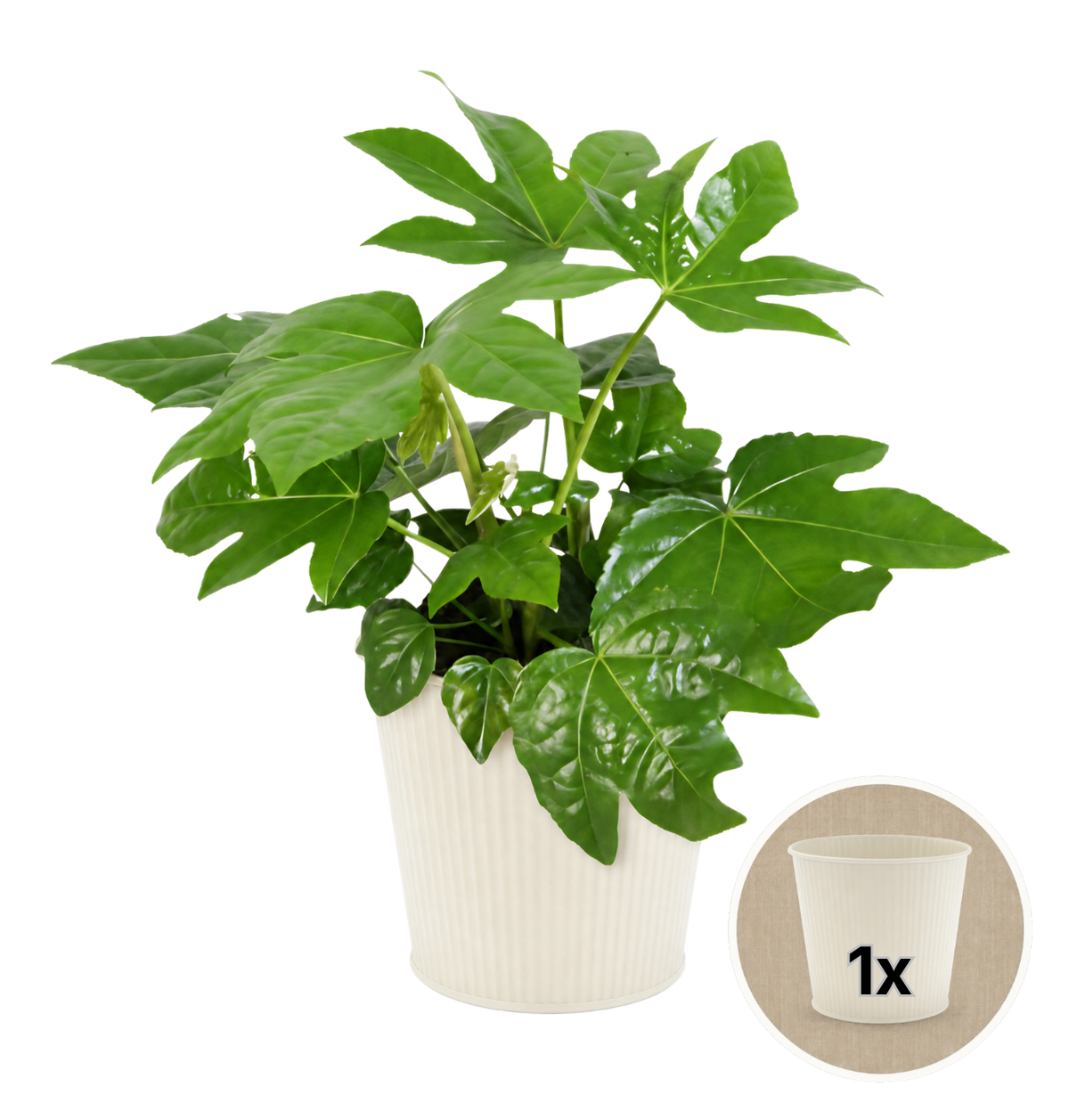 Zimmeraralie + 1x Cremefarbener Zinktopf | Fatsia japonica | ca. 40-50 cm | Ø 12-15 cm Topf
