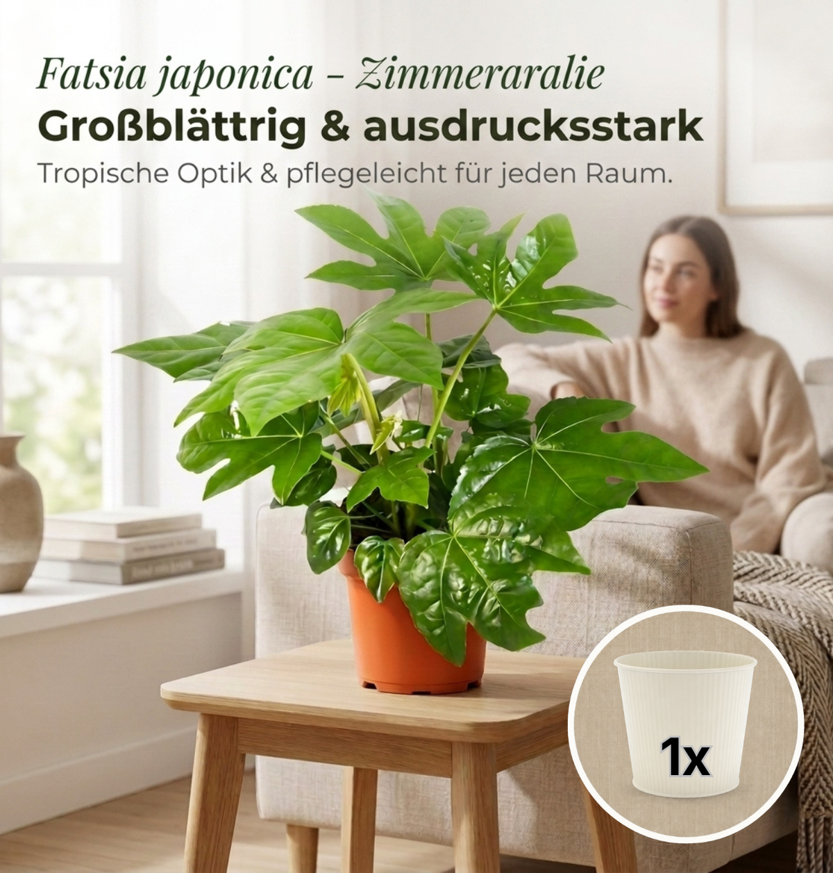 Zimmeraralie + 1x Cremefarbener Zinktopf | Fatsia japonica | ca. 40-50 cm | Ø 12-15 cm Topf