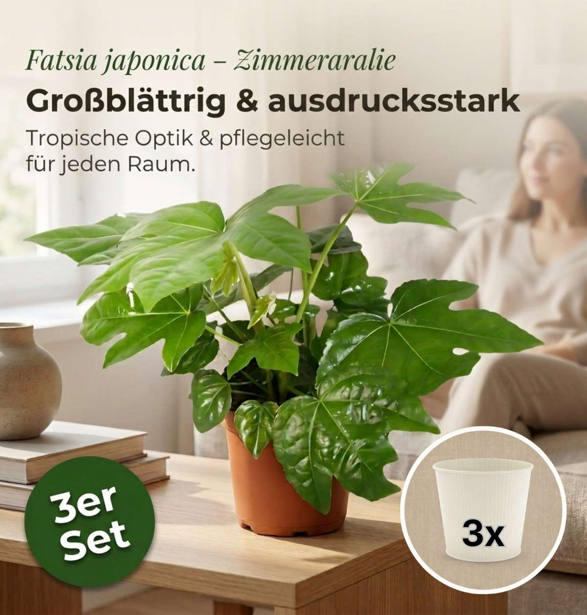 Zimmeraralie + 3x Cremefarbener Zinktopf | 3er-Set | Fatsia japonica | ca. 40-50 cm | Ø 12-15 cm Topf