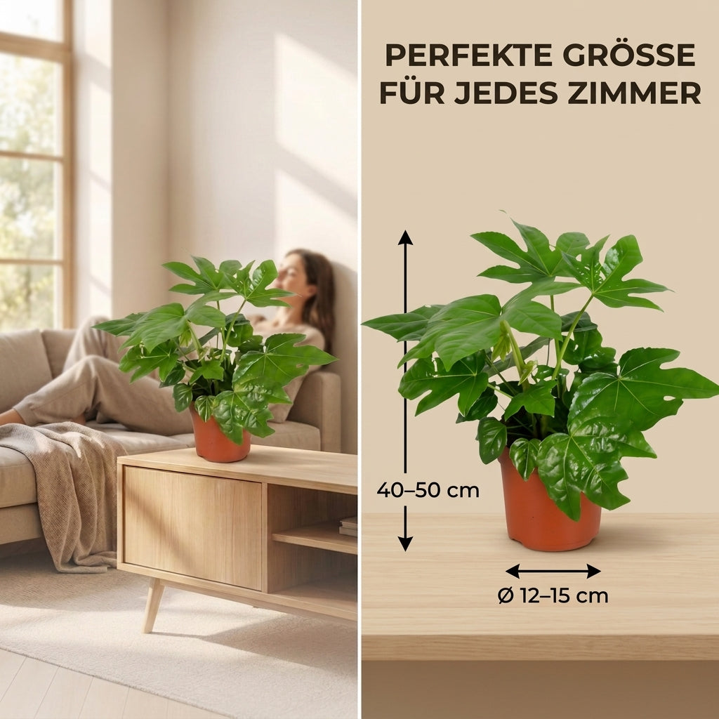 Zimmeraralie + 3x Zinktopf | 3er-Set | Fatsia japonica | ca. 40-50 cm | Ø 12-15 cm Topf