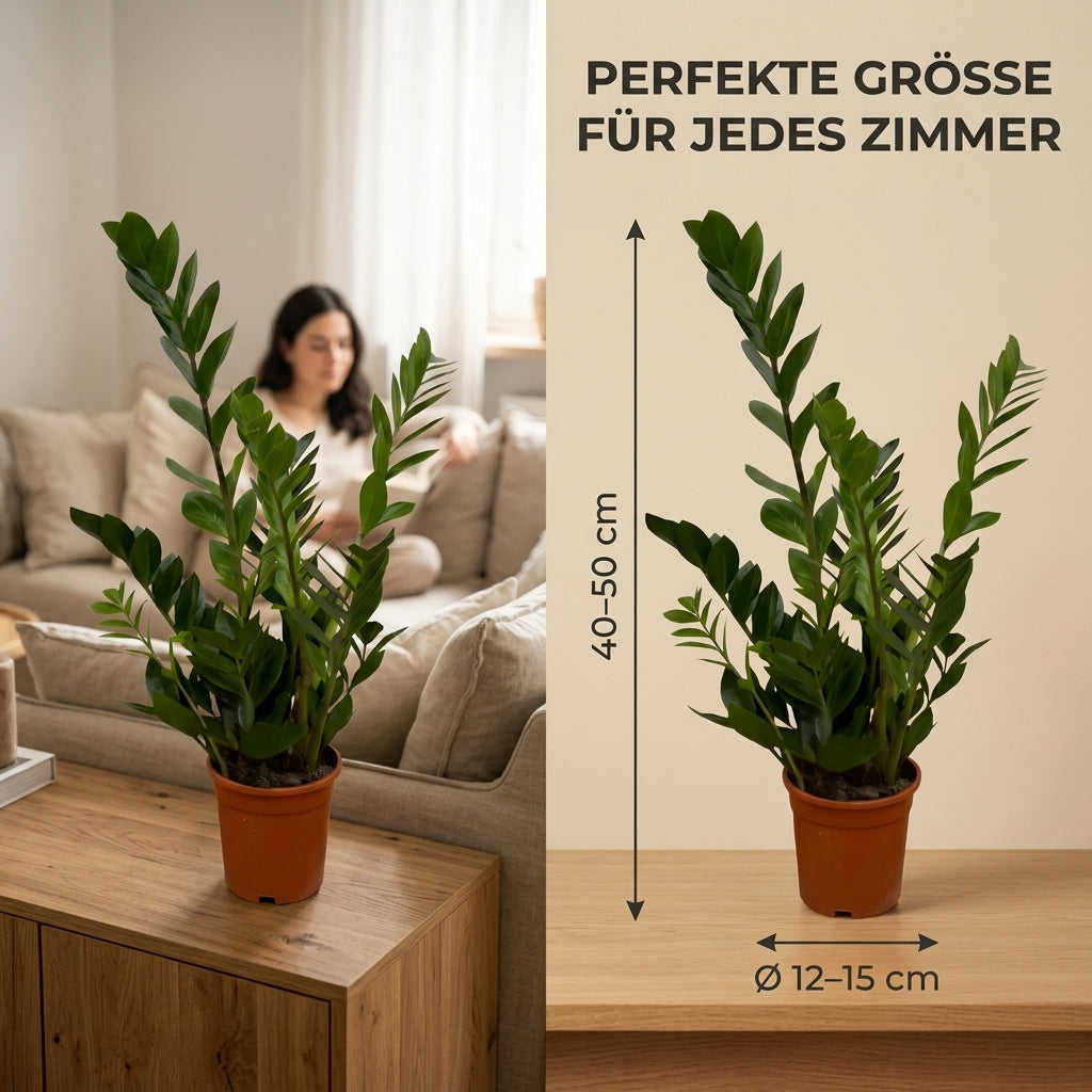 Glücksfeder + 2x Zinktopf | 2er-Set | Zamioculcas zamiifolia | ca. 40-50 cm | Ø 12-15 cm Topf