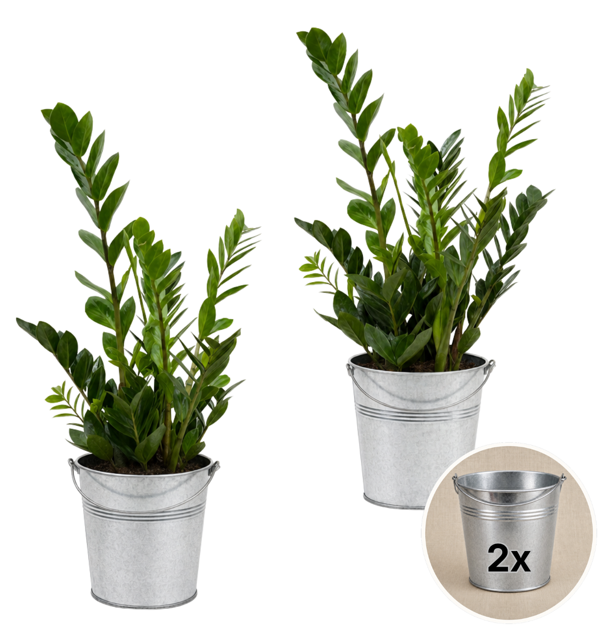 Glücksfeder + 2x Zinktopf | 2er-Set | Zamioculcas zamiifolia | ca. 40-50 cm | Ø 12-15 cm Topf