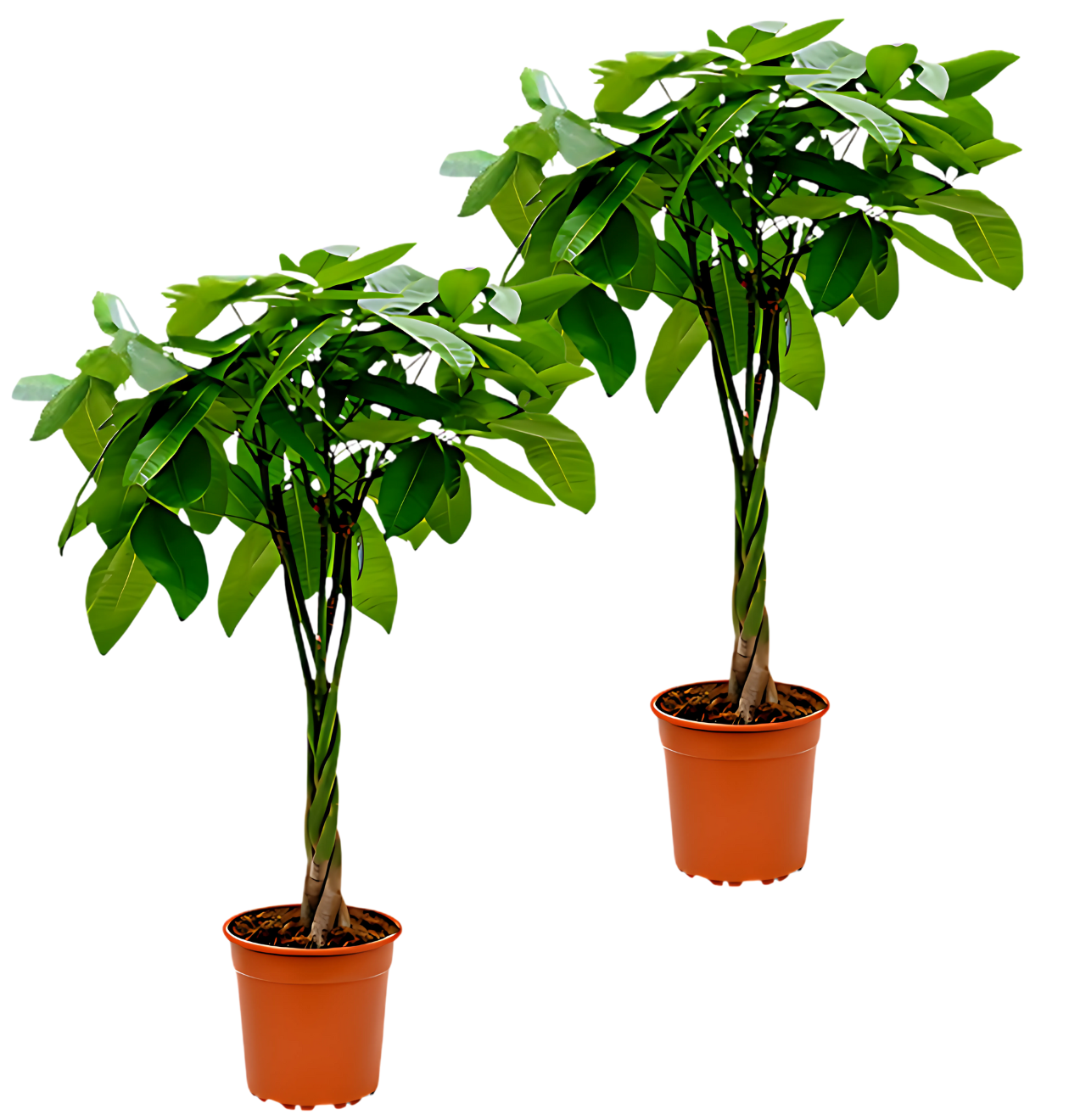 2er-Set | Glückskastanie | +/- 40-50cm | ø 12-15cm Topf