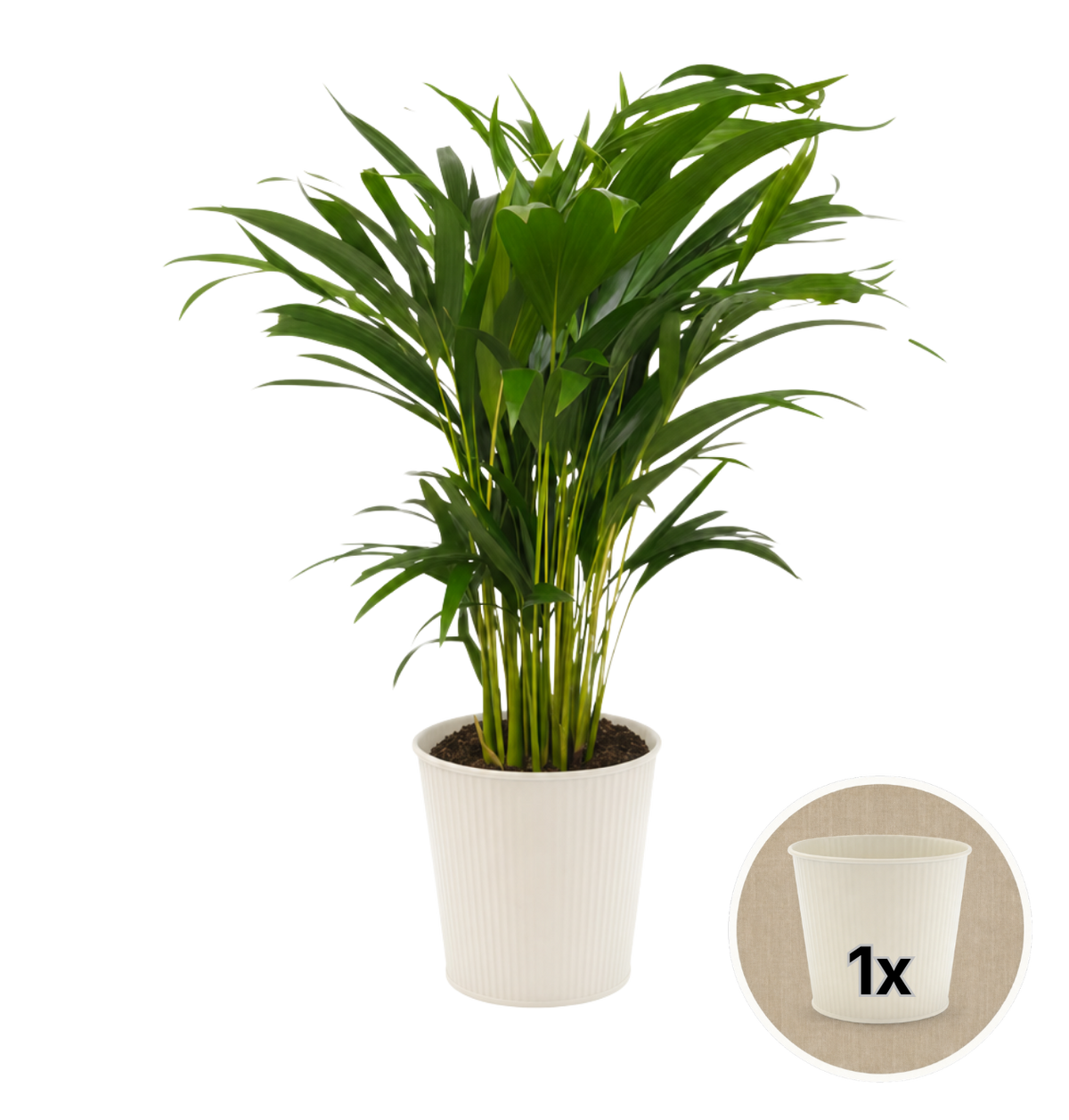 Goldfruchtpalme + 1x Cremefarbener Zinktopf | Dypsis lutescens | ca. 40-50 cm | Ø 12-15 cm Topf