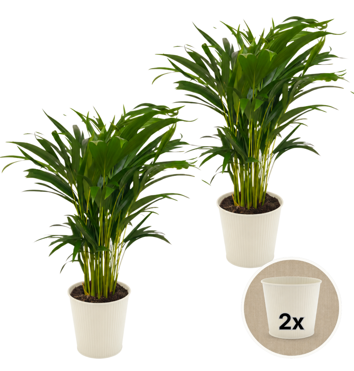 Goldfruchtpalme + 2x Cremefarbener Zinktopf | 2er-Set | Dypsis lutescens | ca. 40-50 cm | Ø 12-15 cm Topf
