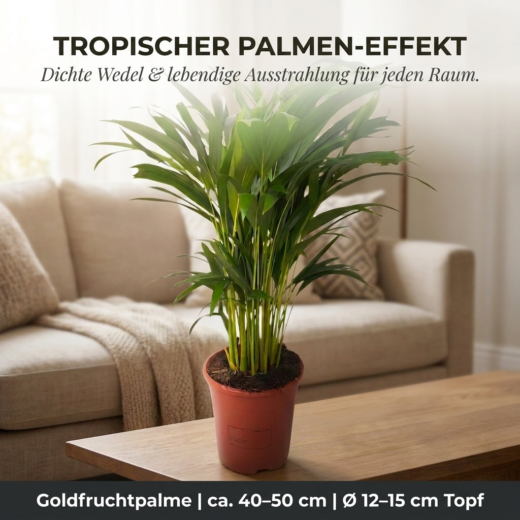 Goldfruchtpalme + 3x Zinktopf | 3er-Set | Dypsis lutescens | ca. 40-50 cm | Ø 12-15 cm Topf