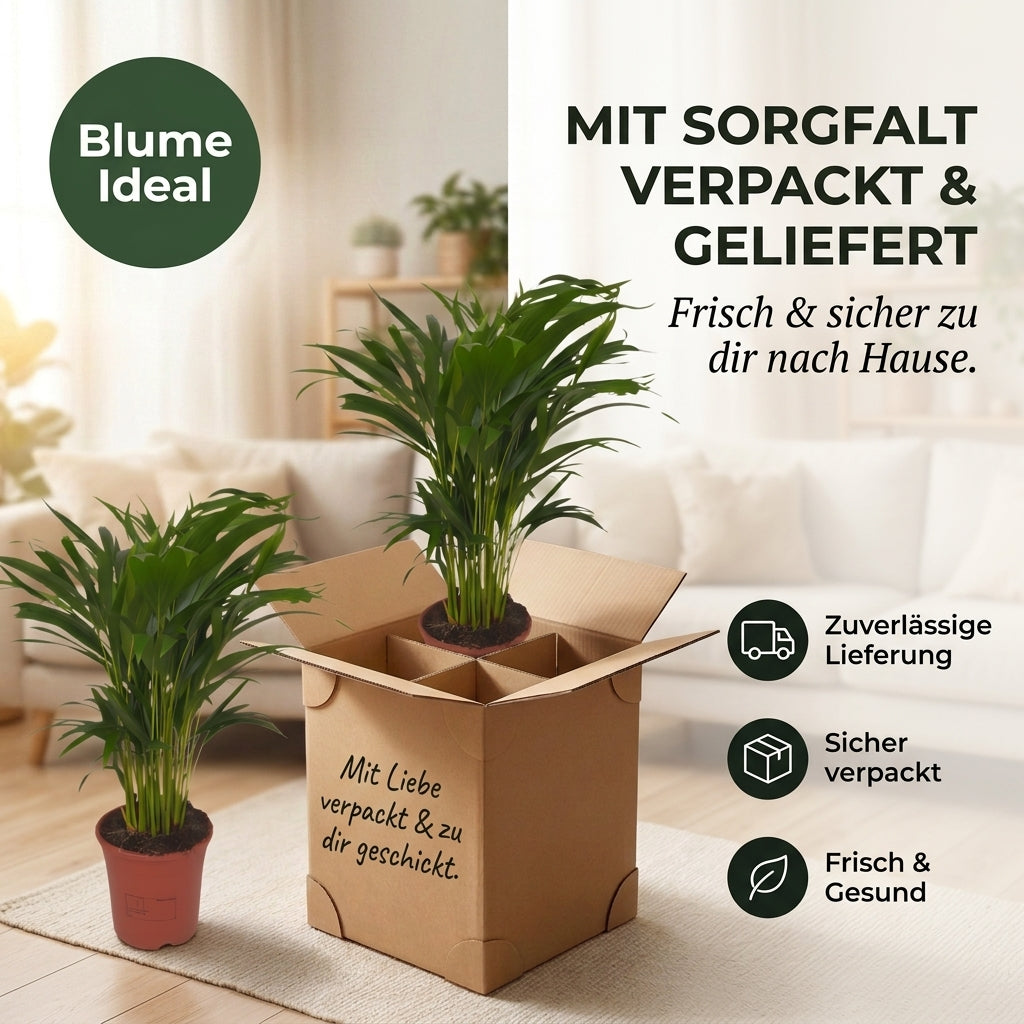 Goldfruchtpalme + 3x Seegraskorb | 3er-Set | Dypsis lutescens | ca. 40-50 cm | Ø 12-15 cm Topf