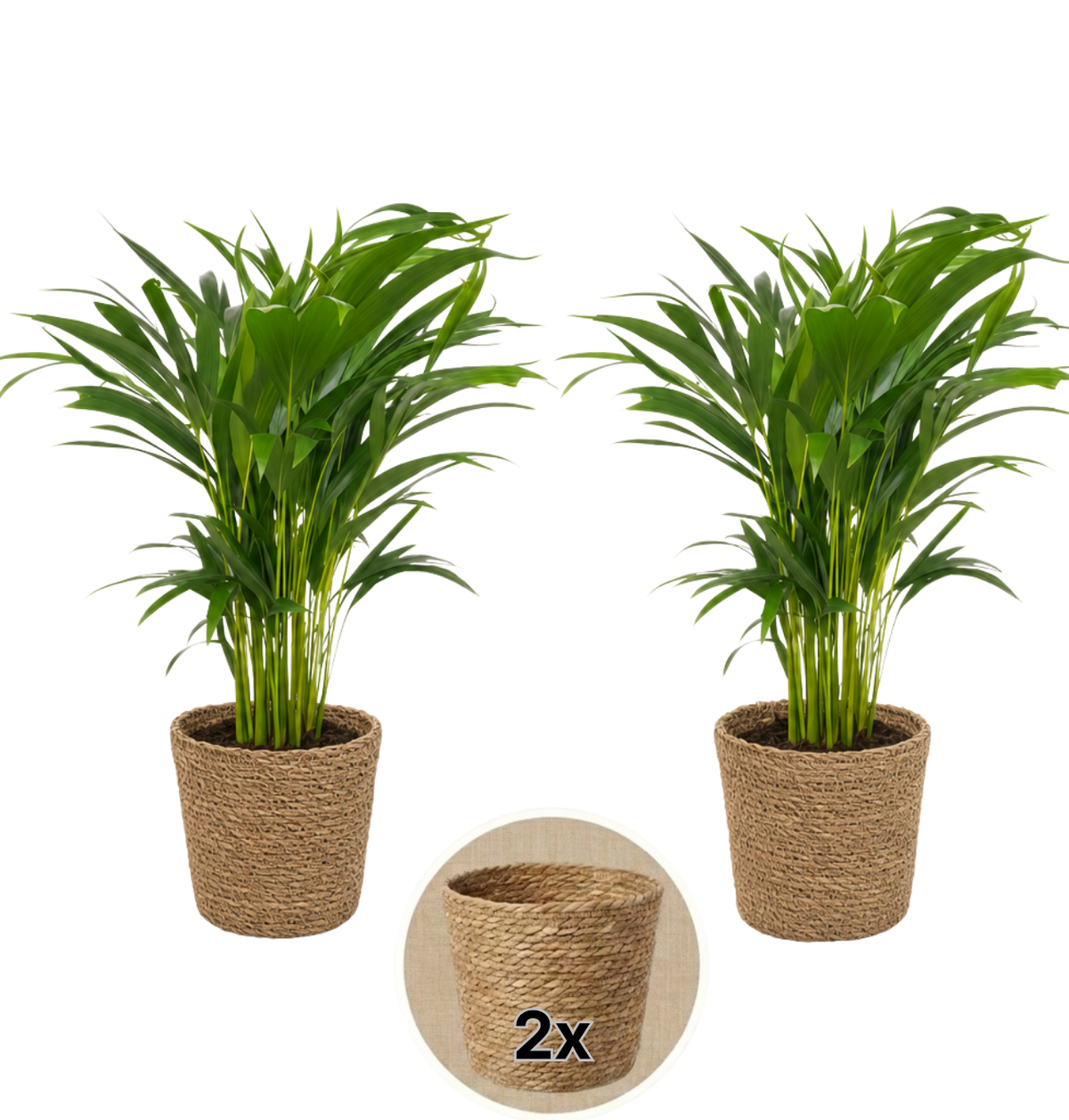 Goldfruchtpalme + 2x Seegraskorb | 2er-Set | Dypsis lutescens | ca. 40-50 cm | Ø 12-15 cm Topf