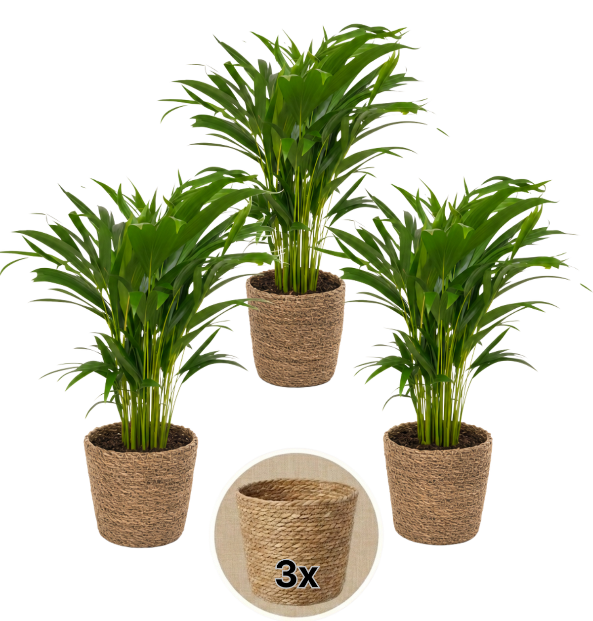 Goldfruchtpalme + 3x Seegraskorb | 3er-Set | Dypsis lutescens | ca. 40-50 cm | Ø 12-15 cm Topf