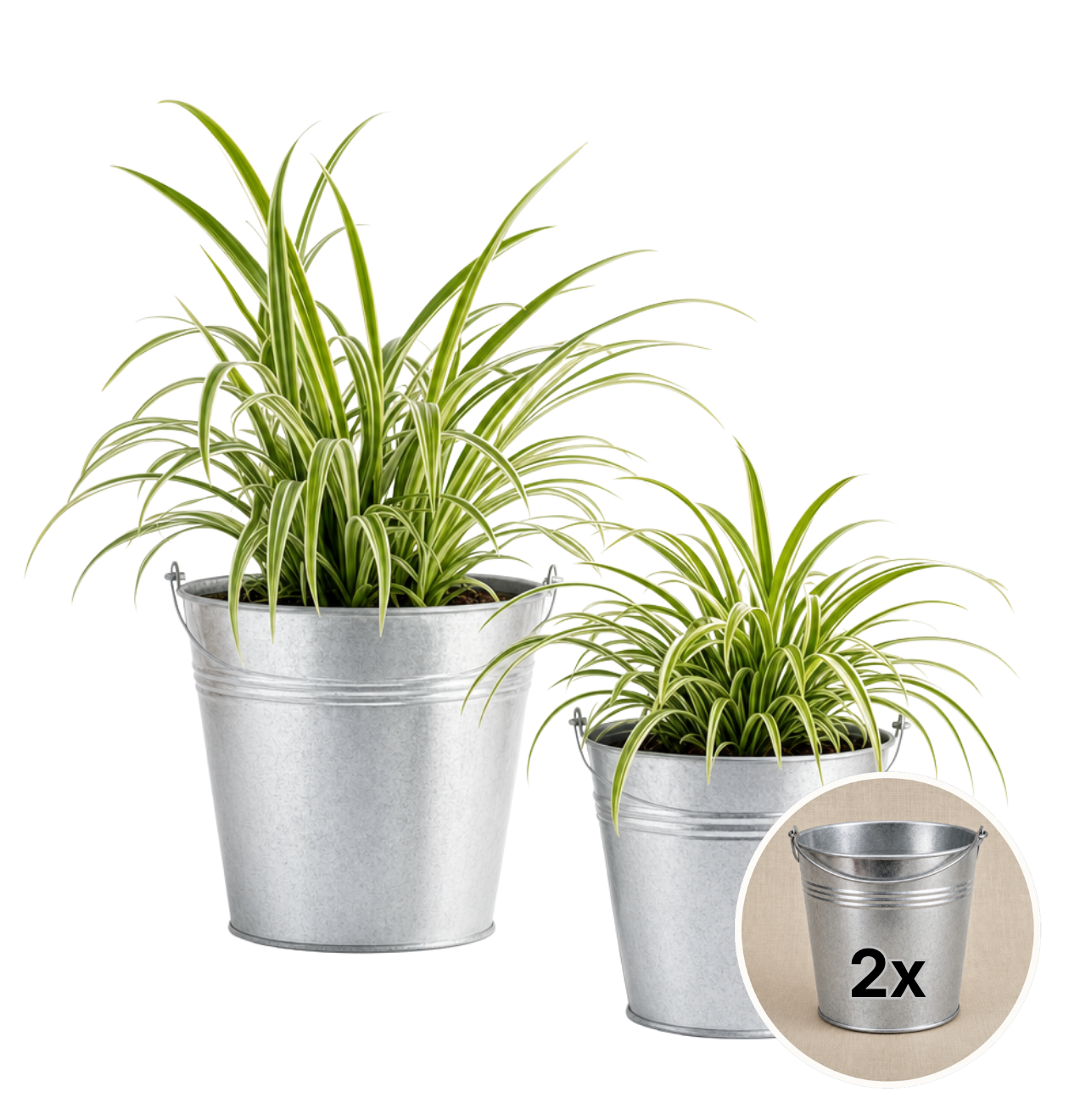 Grünlilie + 2x Zinktopf | 2er-Set | Chlorophytum | ca. 40-50 cm | Ø 12-15 cm Topf
