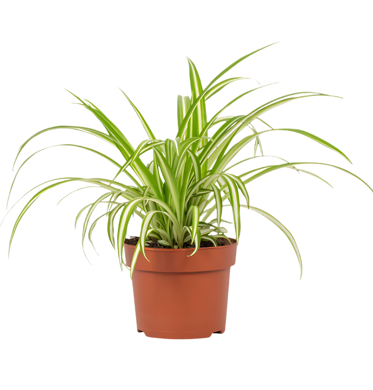 Grünlilie | Chlorophytum | ca. 40-50 cm | Ø 12-15 cm Topf