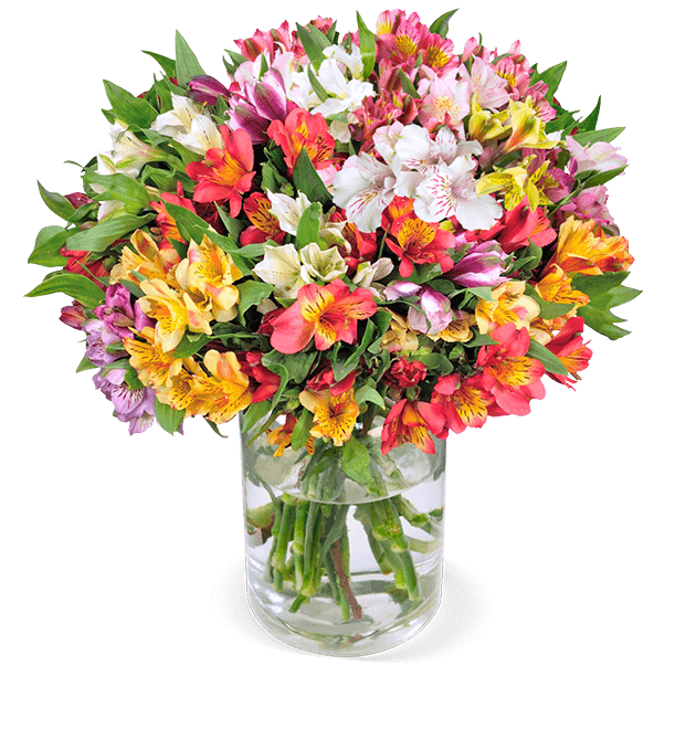 33 Inkalilien mit bis zu 200 Blüten