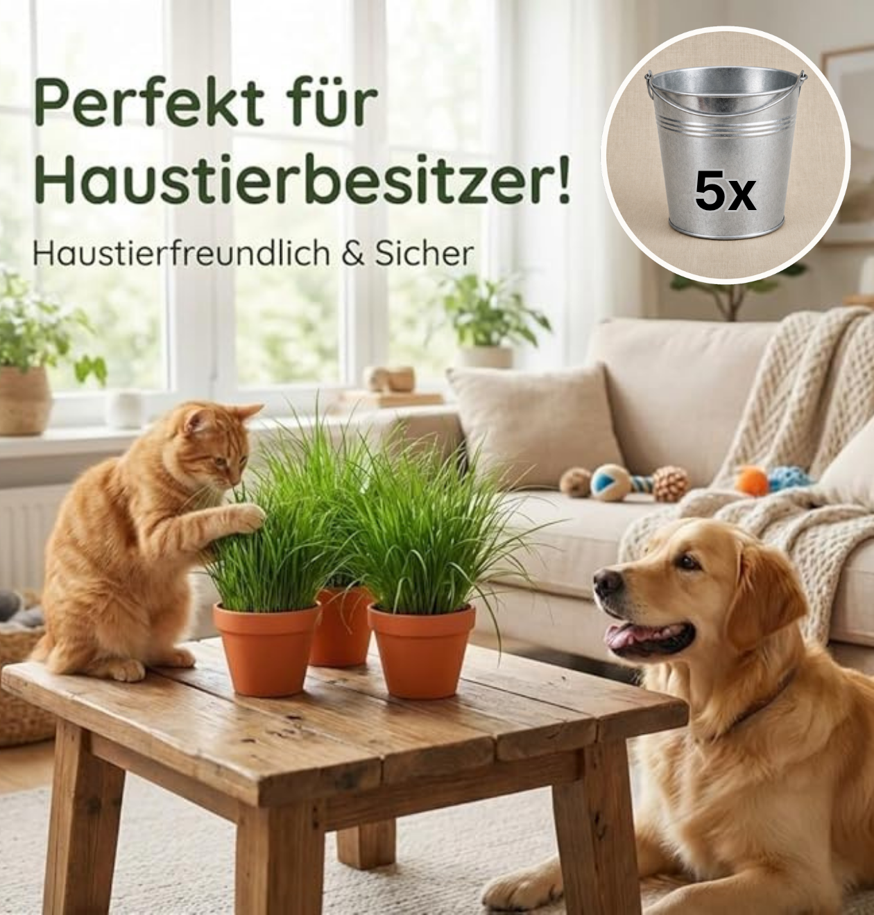 Katzengras + Zinktopf | 5er-Set | Cyperus zumula | ca. 20-30 cm | Ø 12-15 cm Topf