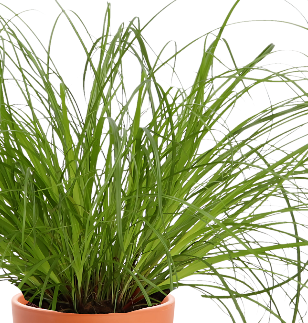 Katzengras | 3er-Set | Cyperus zumula | ca. 20-30 cm | Ø 12-15 cm Topf