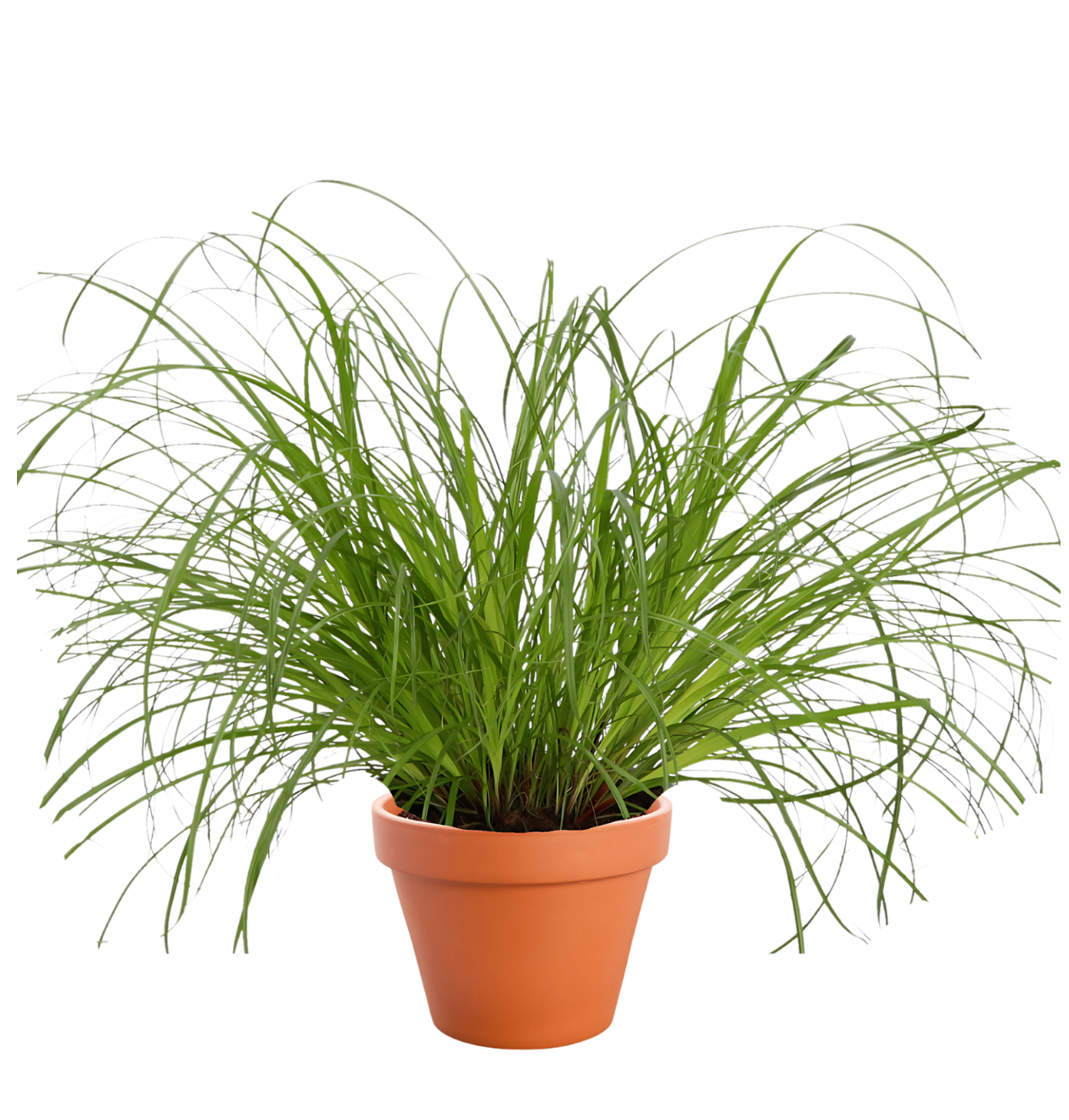 Katzengras | Cyperus zumula | ca. 20-30 cm | Ø 12-15 cm Topf