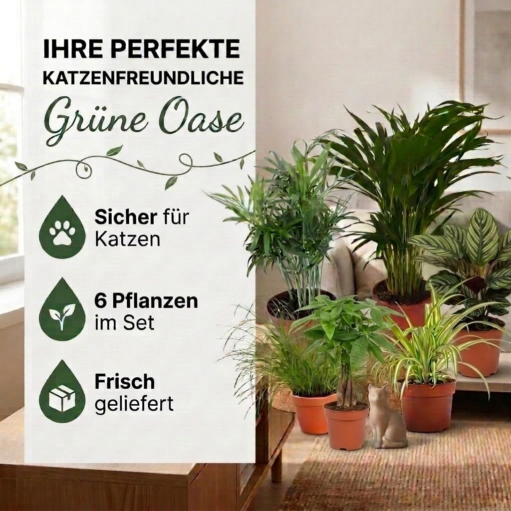 “Katzenliebhaber” Pflanzenset + 6x Cremefarbener Zinktopf | 6er-Set | ca. 30-45 cm | Ø 12-15 cm Topf
