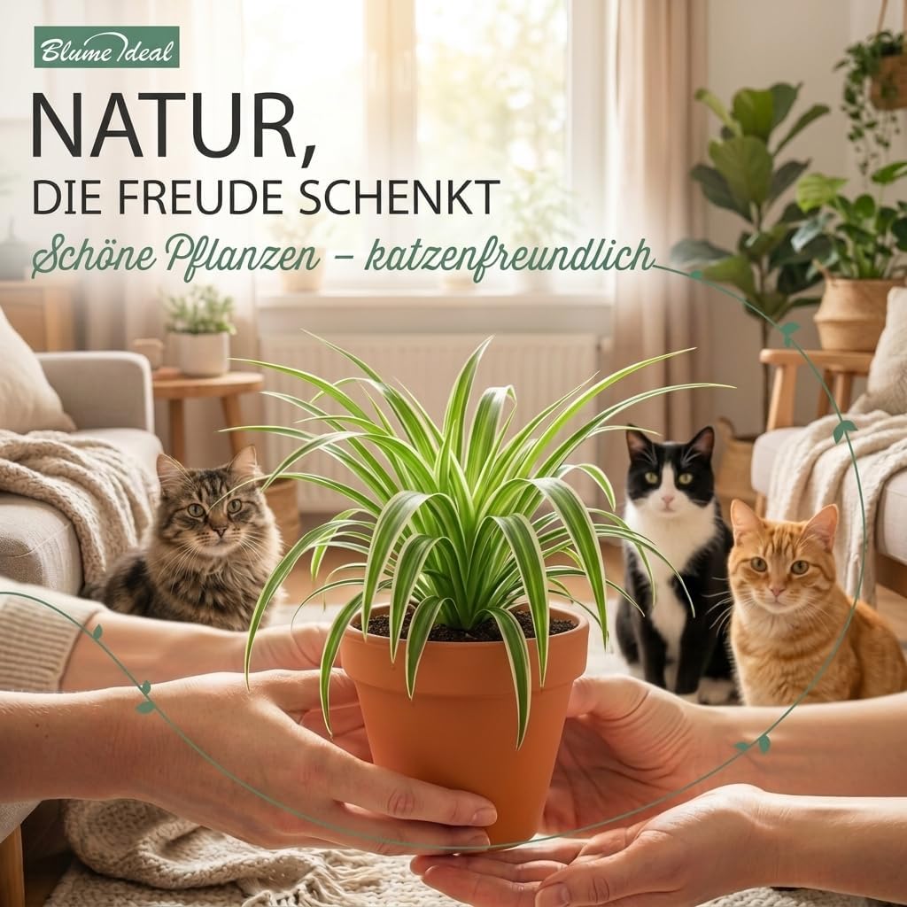 “Katzenliebhaber” Pflanzenset + 6x Cremefarbener Zinktopf | 6er-Set | ca. 30-45 cm | Ø 12-15 cm Topf