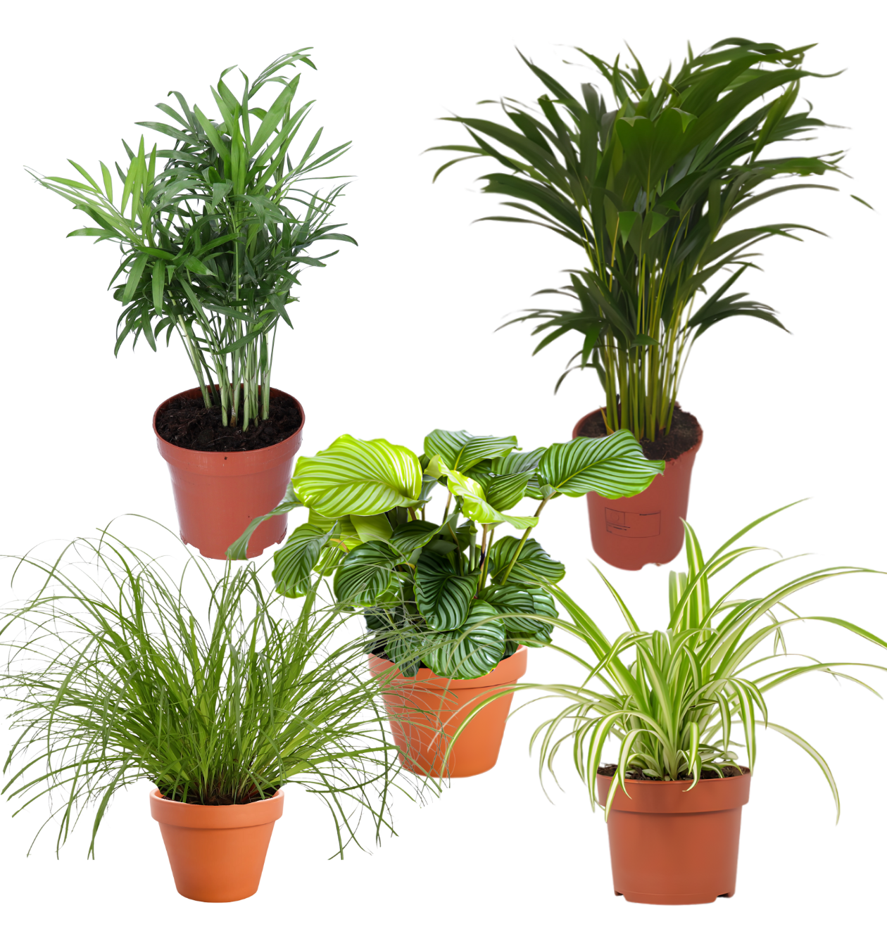 5er-Set “Katzenliebhaber” | Katzengras | Bergpalme | Goldfruchtpalme | Grünlilie | Calathea | +/- 30-45cm | ø 12-15cm Topf