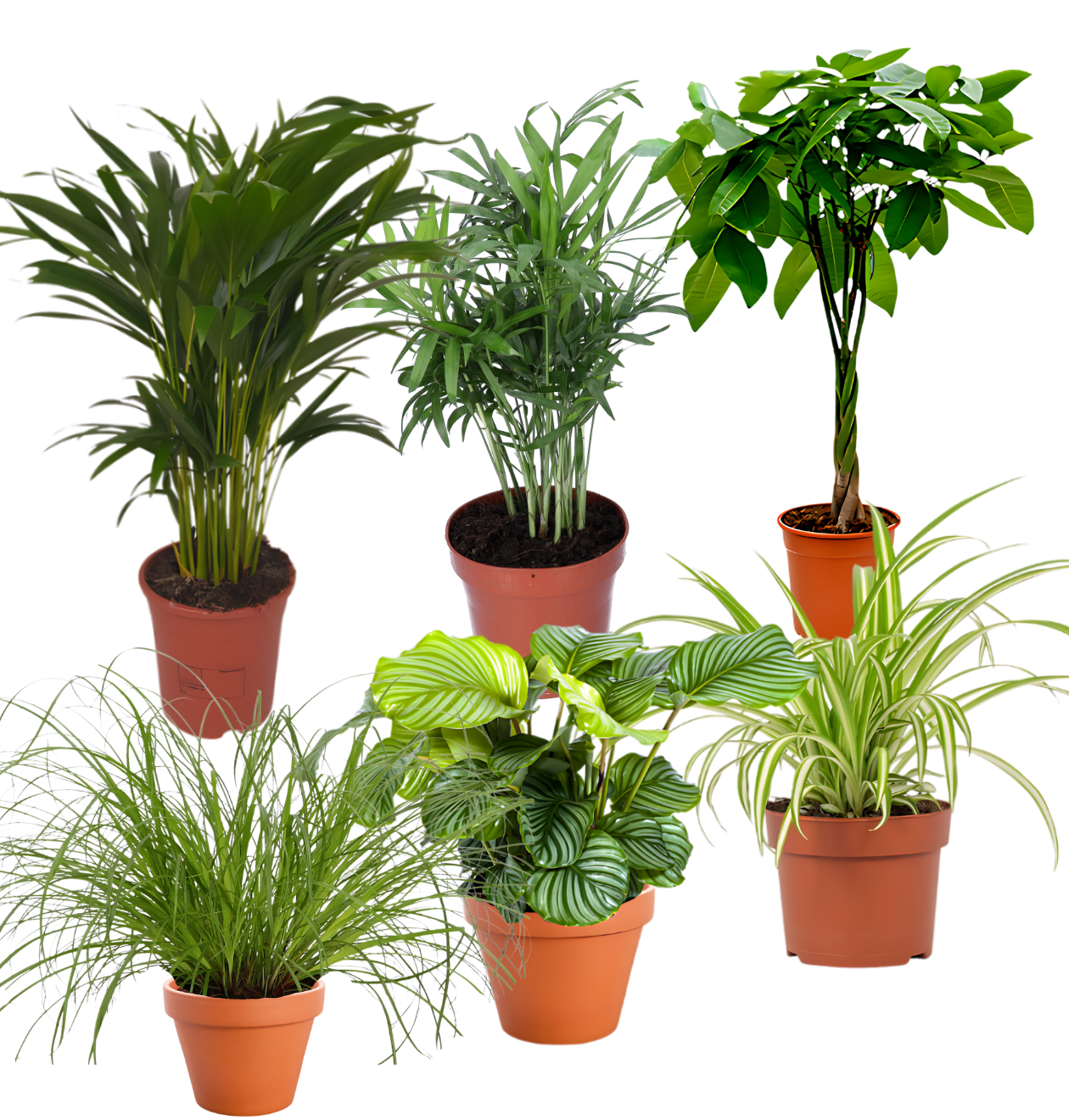 6er-Set “Katzenliebhaber” | Katzengras | Bergpalme | Goldfruchtpalme | Grünlilie | Calathea | Glückskastanie | +/- 30-45cm | ø 12-15cm Topf