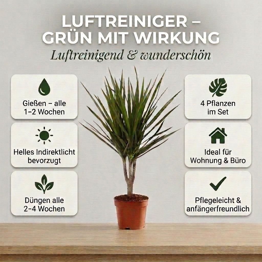 “Luftreiniger” Pflanzen-Set + 4x Seegraskorb | 4er-Set | ca. 40-70 cm | Ø 12-15 cm Topf