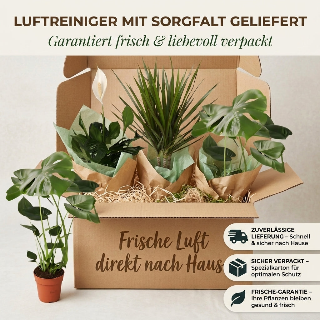 “Luftreiniger” Pflanzen-Set + 4x Seegraskorb | 4er-Set | ca. 40-70 cm | Ø 12-15 cm Topf