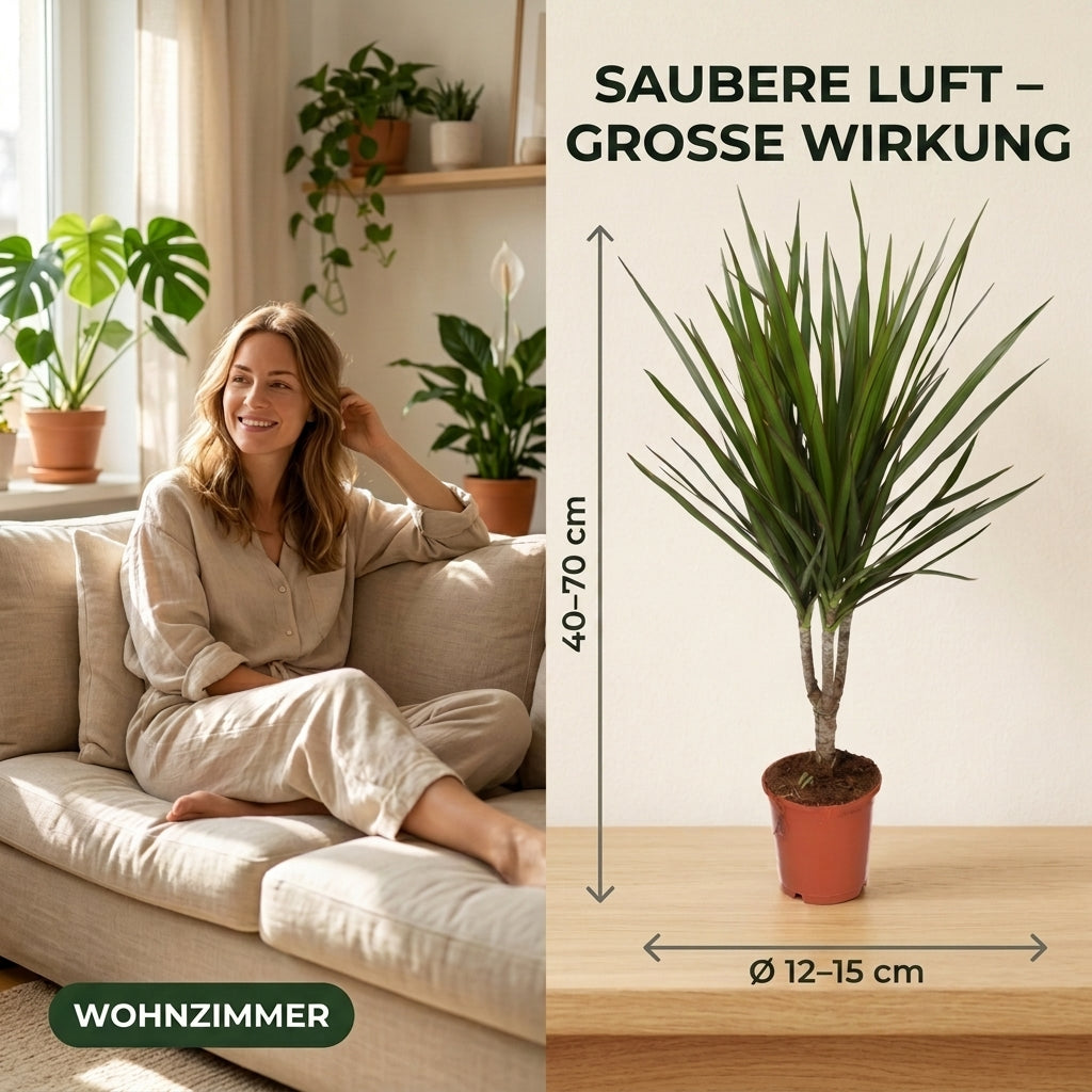 “Luftreiniger” Pflanzen-Set + 5x Cremefarbener Zinktopf | 5er-Set | ca. 40-70 cm | Ø 12-15 cm Topf