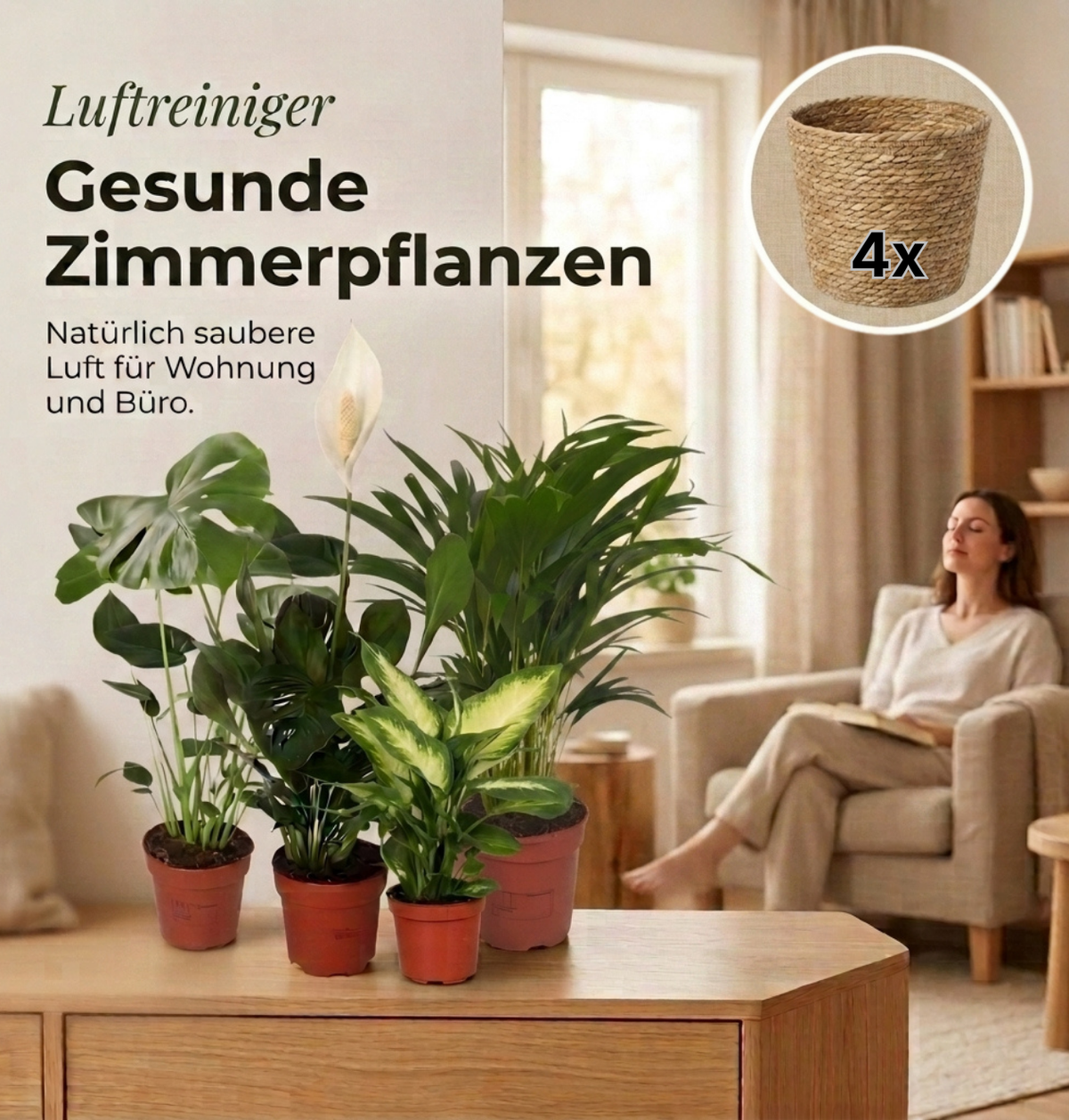 “Luftreiniger” Pflanzen-Set + 4x Seegraskorb | 4er-Set | ca. 40-70 cm | Ø 12-15 cm Topf