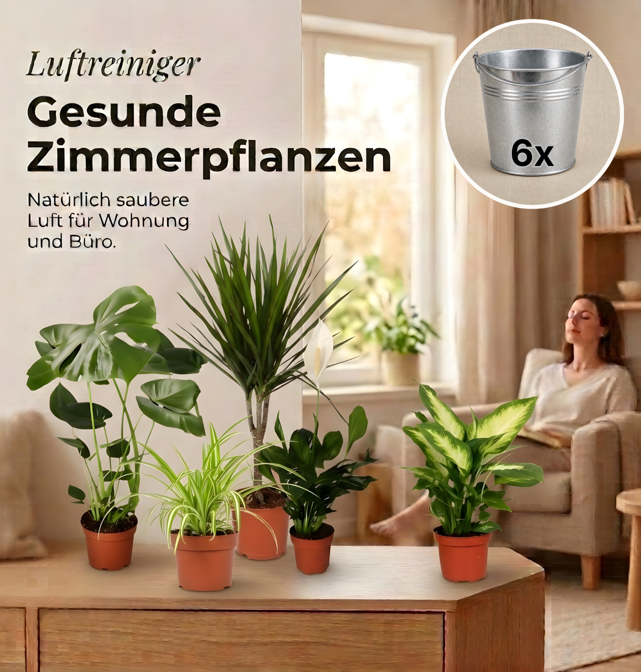 “Luftreiniger” Pflanzen-Set + Zinktopf | 6er-Set | ca. 40-70 cm | Ø 12-15 cm Topf