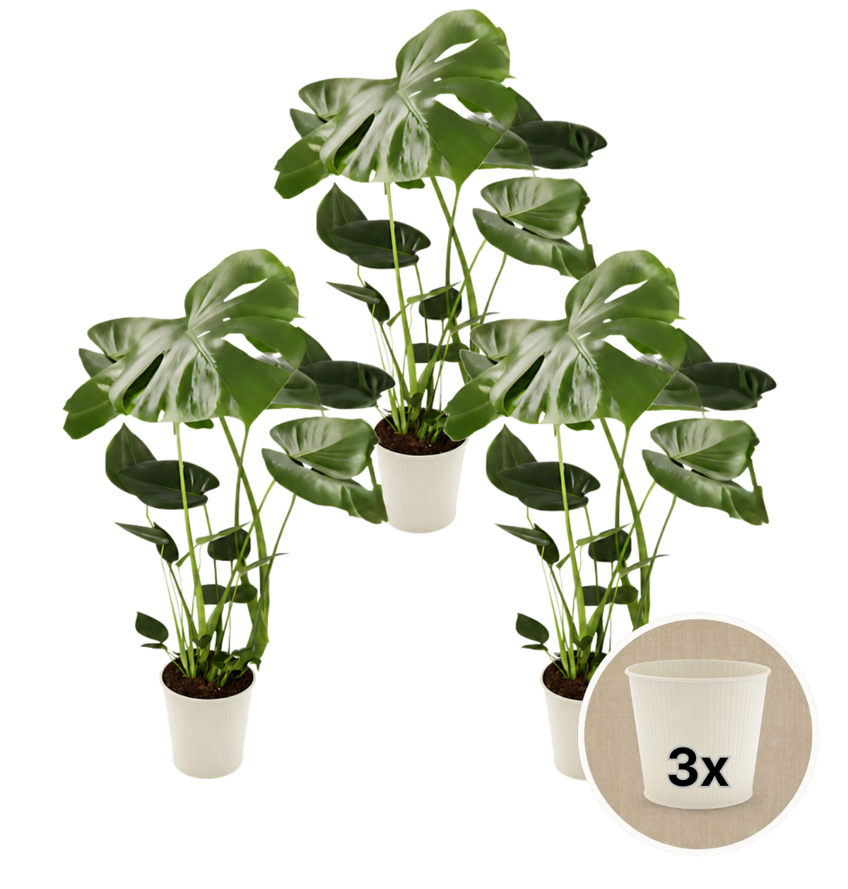 Monstera deliciosa + 3x Cremefarbener Zinktopf | 3er-Set | Fensterblatt | ca. 55-70 cm | Ø 12-15 cm Topf