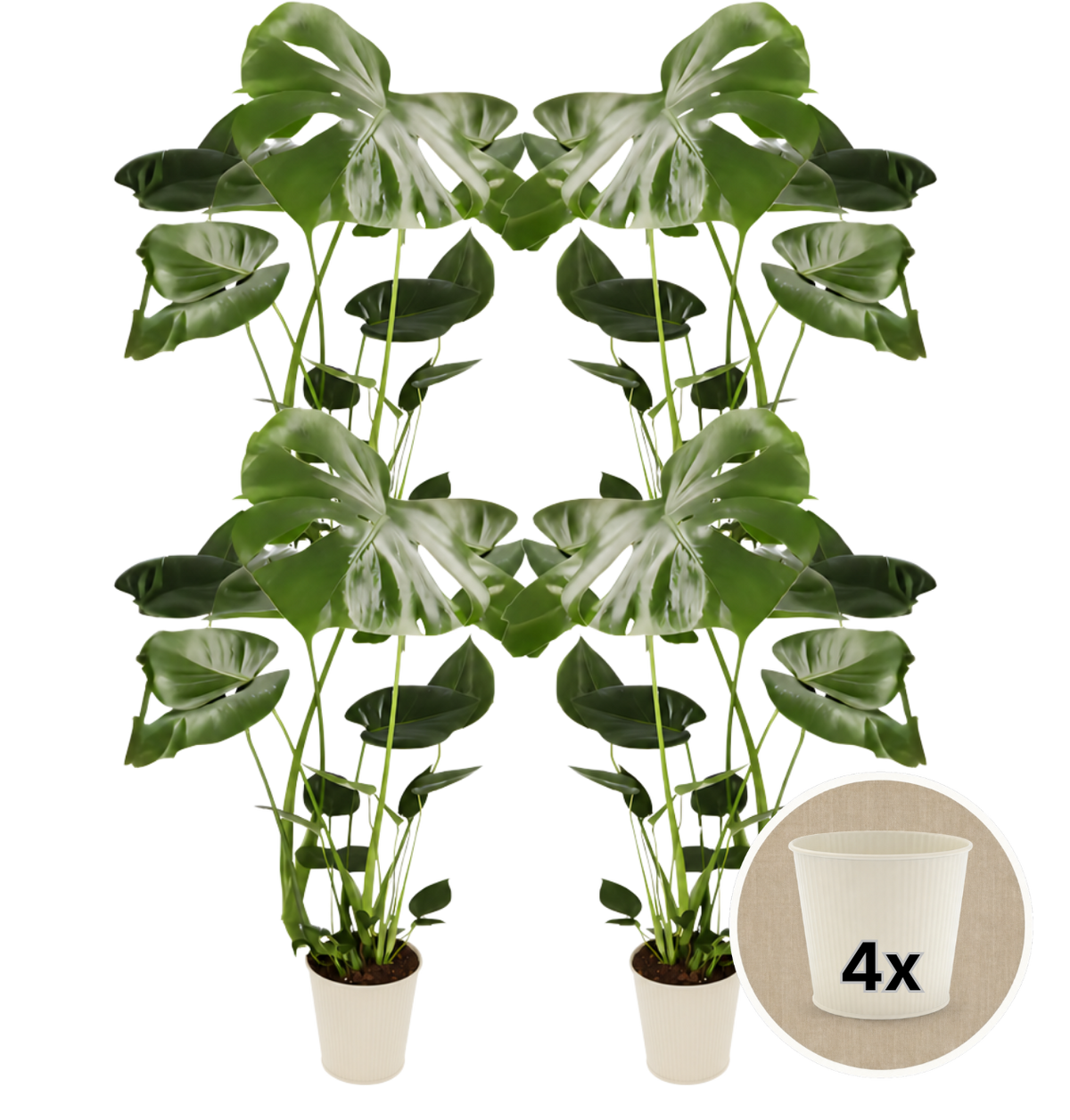 Monstera deliciosa + 4x Cremefarbener Zinktopf | 4er-Set | Fensterblatt | ca. 55-70 cm | Ø 12-15 cm Topf