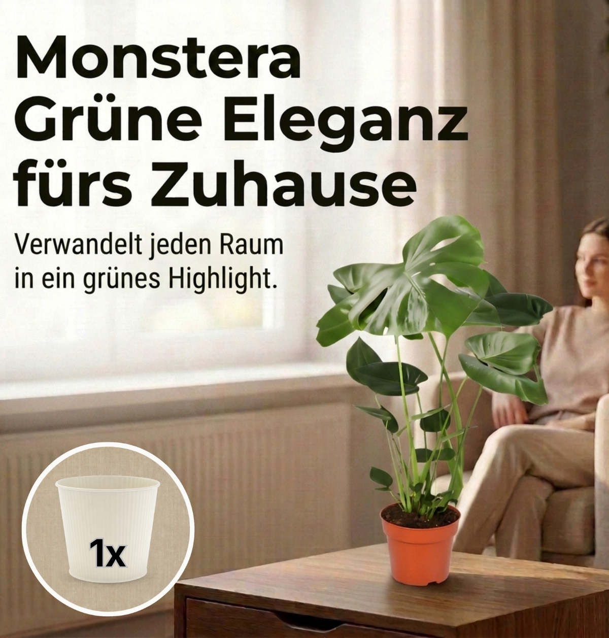 Monstera deliciosa + 1x Cremefarbener Zinktopf | Fensterblatt | ca. 55-70 cm | Ø 12-15 cm Topf