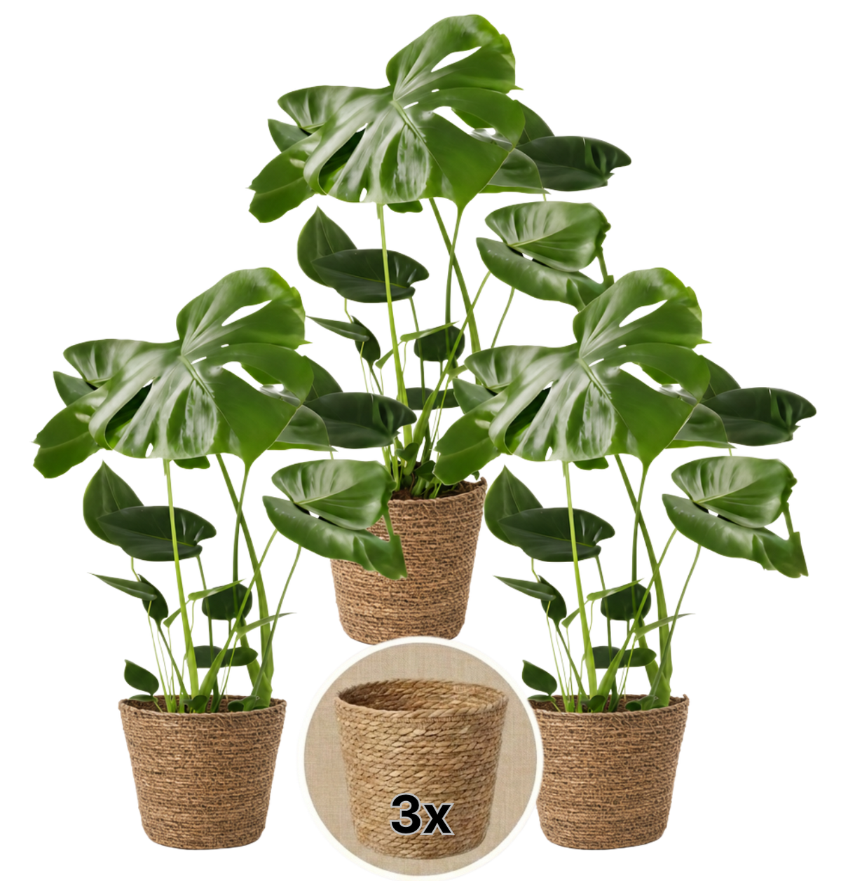 Monstera deliciosa + 3x Seegraskorb | 3er-Set | Fensterblatt | ca. 55-70 cm | Ø 12-15 cm Topf