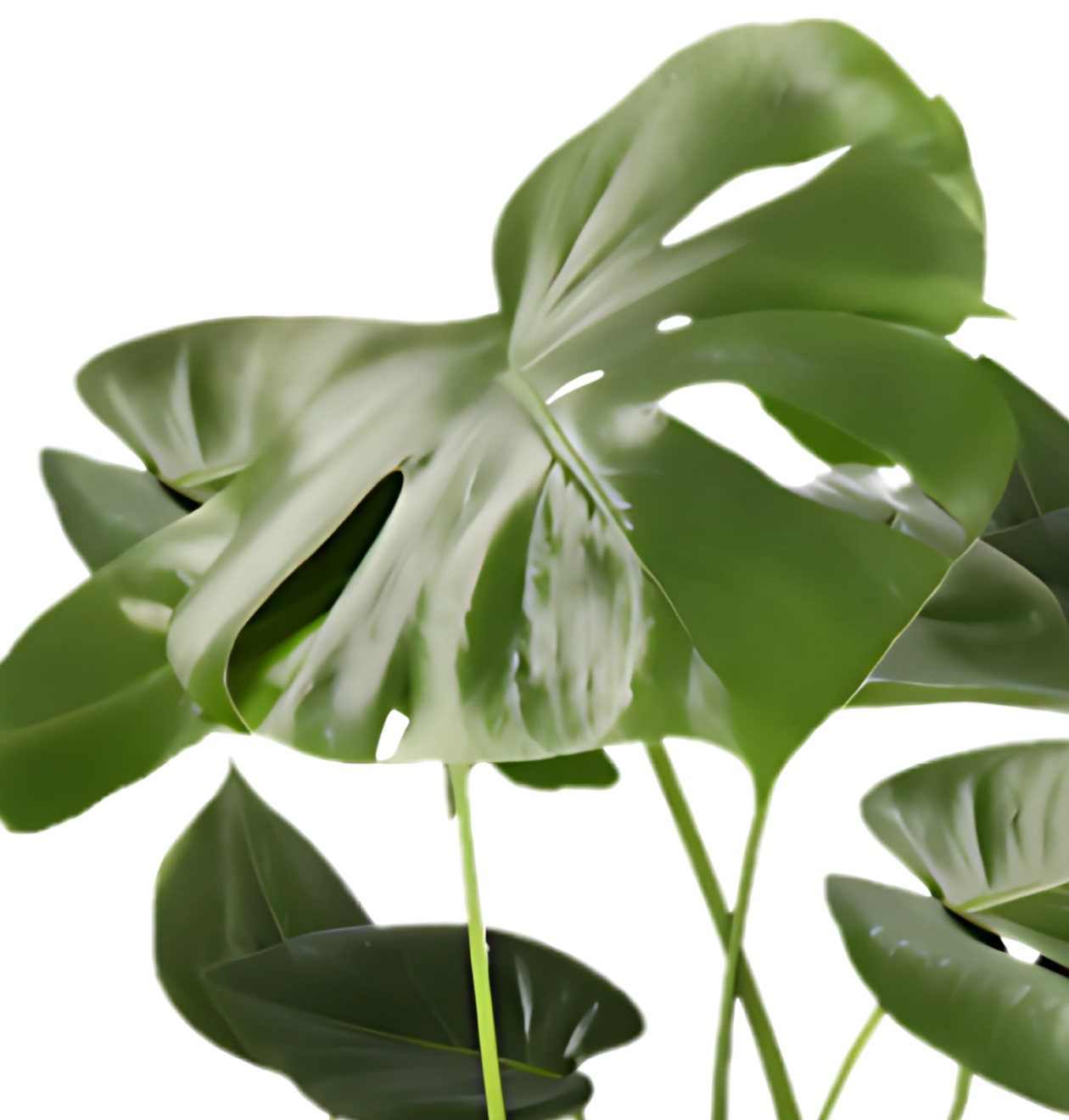 Monstera deliciosa | 4er-Set | Fensterblatt | ca. 55-70 cm | Ø 12-15 cm Topf