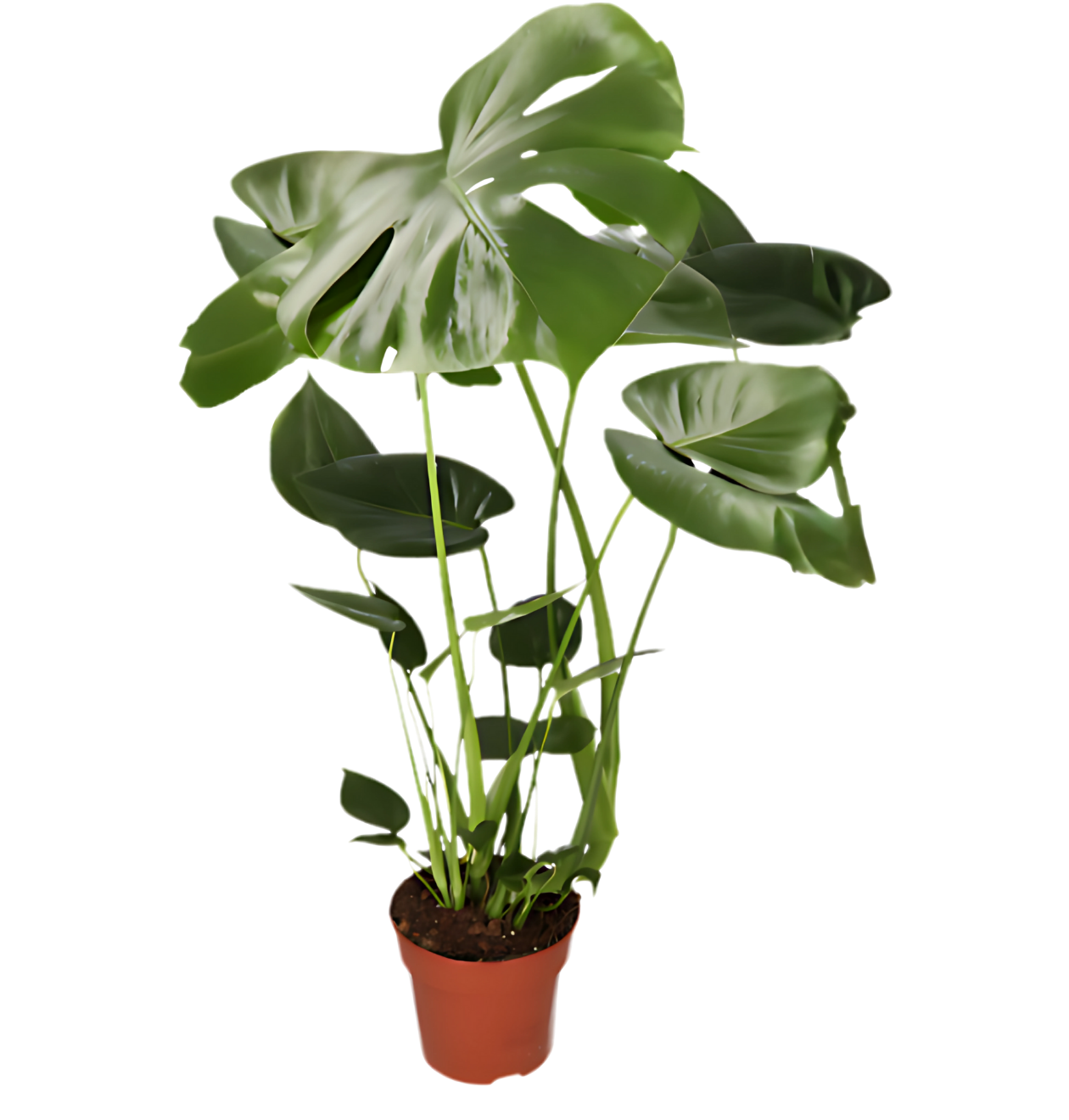 Monstera deliciosa | 4er-Set | Fensterblatt | ca. 55-70 cm | Ø 12-15 cm Topf