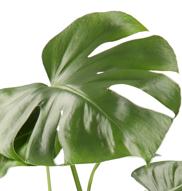 4er-Set| Monstera | Einblatt | Dieffenbachie | Goldfruchtpalme |+/- 40-45cm | ø 12-15cm Topf