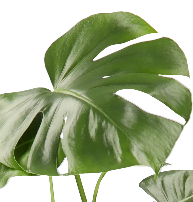 Monstera “Deliciosa” | +/- 55-70cm | ø 12-15cm Topf