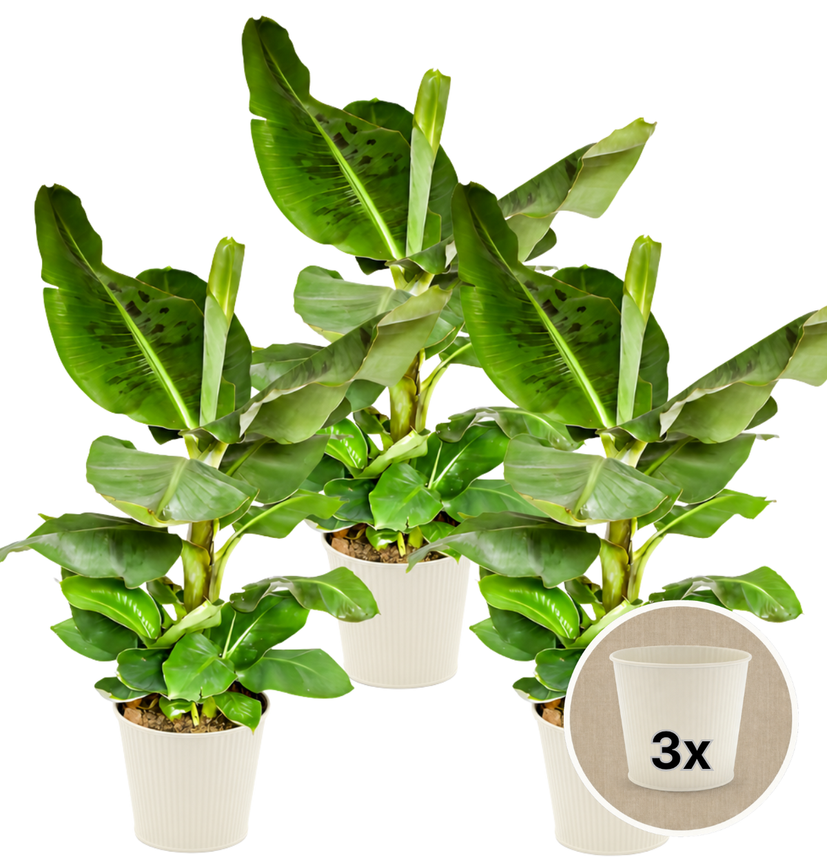 Bananenpflanze + 3x Cremefarbener Zinktopf | 3er-Set | Musa | ca. 40-50 cm | Ø 12-15 cm Topf