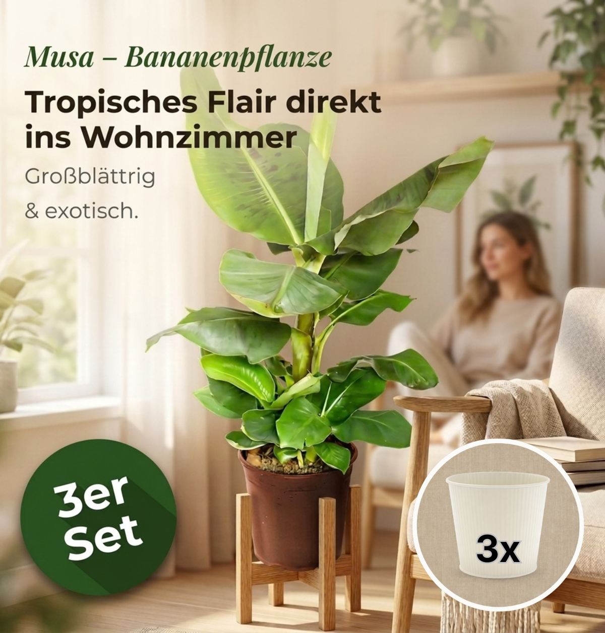 Bananenpflanze + 3x Cremefarbener Zinktopf | 3er-Set | Musa | ca. 40-50 cm | Ø 12-15 cm Topf