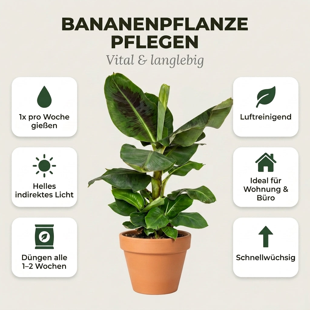 Bananenpflanze + 1x Cremefarbener Zinktopf | Musa | ca. 40-50 cm | Ø 12-15 cm Topf