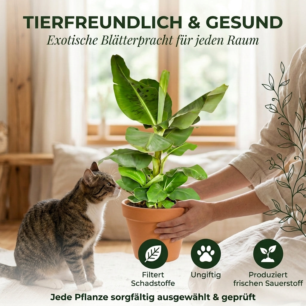 Bananenpflanze + 1x Cremefarbener Zinktopf | Musa | ca. 40-50 cm | Ø 12-15 cm Topf