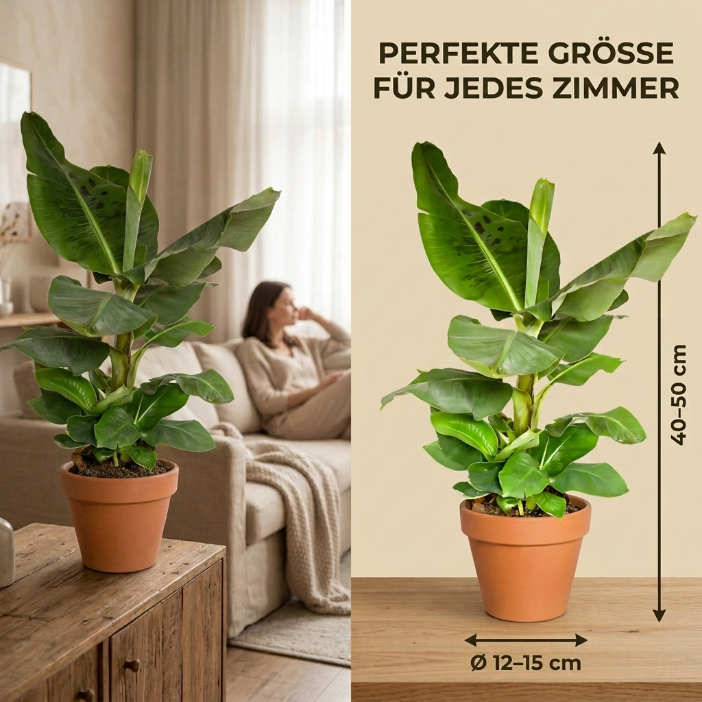 Bananenpflanze + 1x Cremefarbener Zinktopf | Musa | ca. 40-50 cm | Ø 12-15 cm Topf