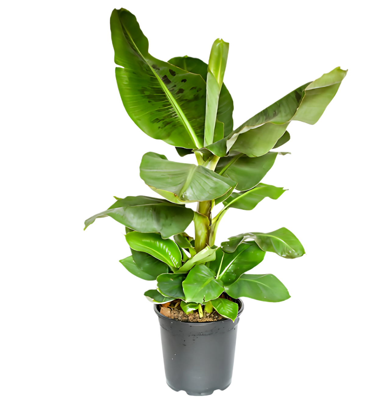 Bananenpflanze | 3er-Set | Musa | ca. 40-50 cm | Ø 12-15 cm Topf