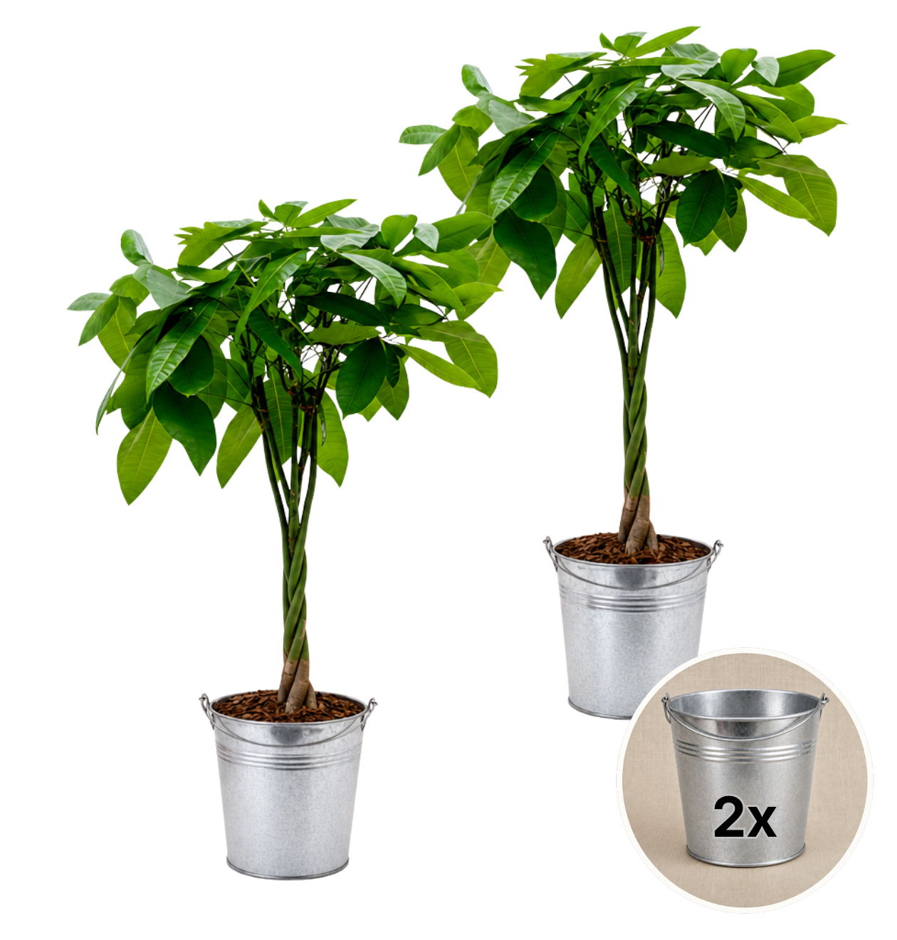 Glückskastanie + 2x Zinktopf | 2er-Set | Pachira | ca. 40-50 cm | Ø 12-15 cm Topf