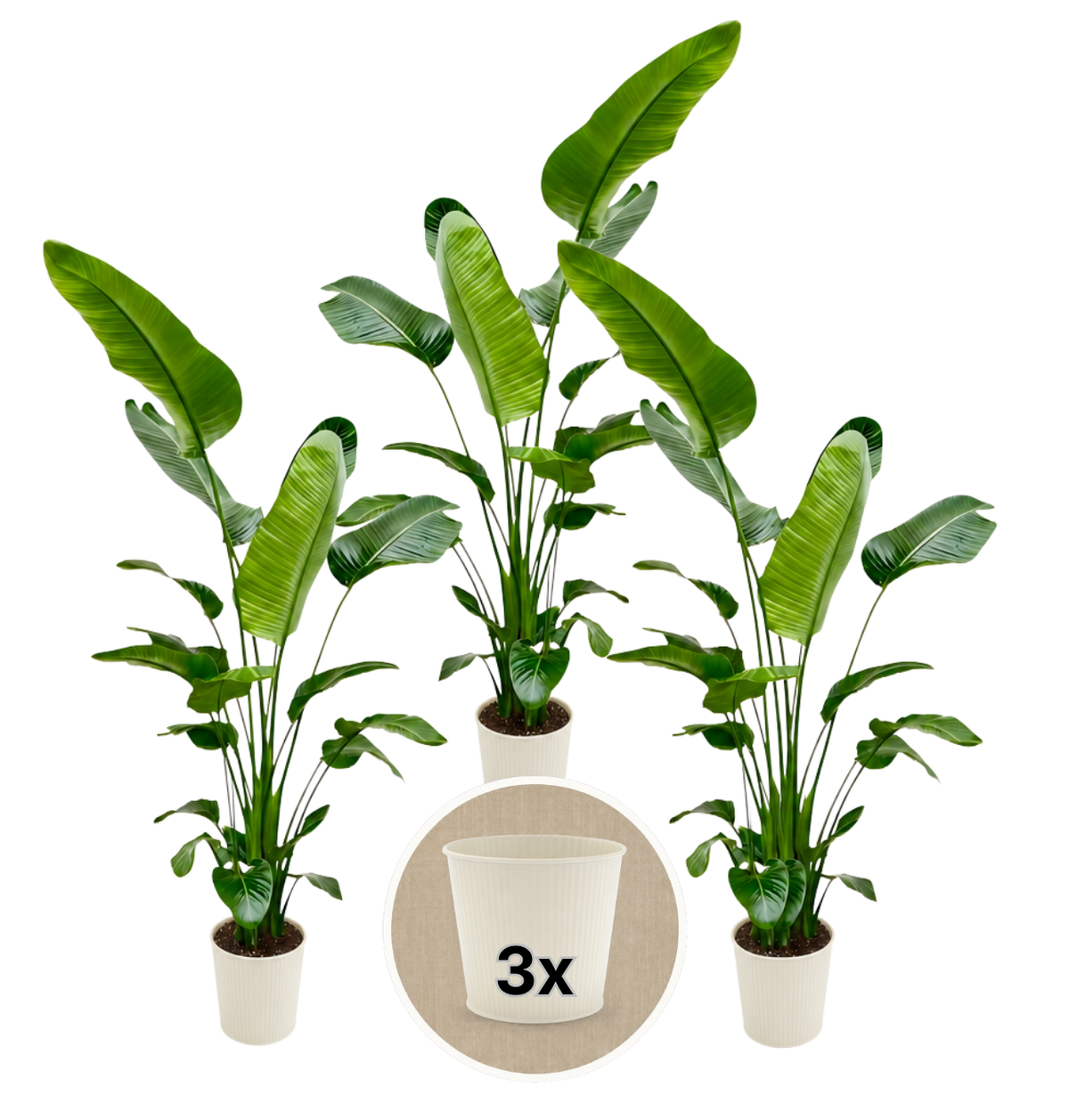 Weiße Paradiesvogelblume + 3x Cremefarbener Zinktopf | 3er-Set | Strelitzia Nicolai | ca. 45-55 cm | Ø 12-15 cm Topf