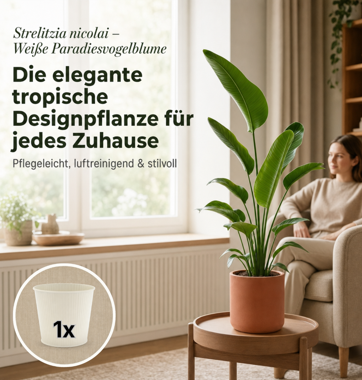 Weiße Paradiesvogelblume + 1x Cremefarbener Zinktopf | Strelitzia Nicolai | ca. 45-55 cm | Ø 12-15 cm Topf