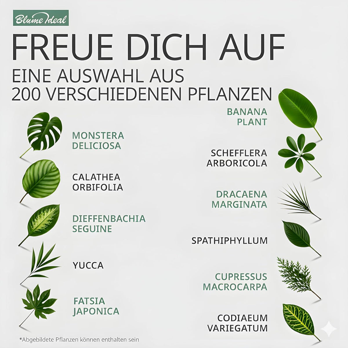 Pflanzenüberraschung + 5x Seegraskorb | 5er-Set | ca. 30-70 cm | Ø 12-15 cm Topf