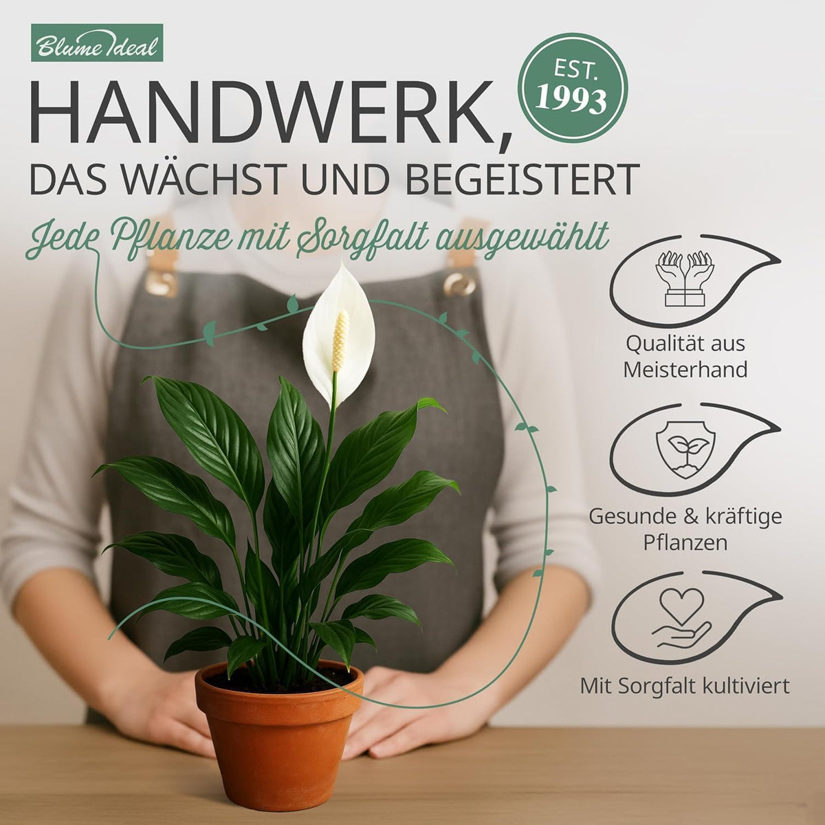 Pflanzenüberraschung + 6x Seegraskorb | 6er-Set | ca. 30-70 cm | Ø 12-15 cm Topf