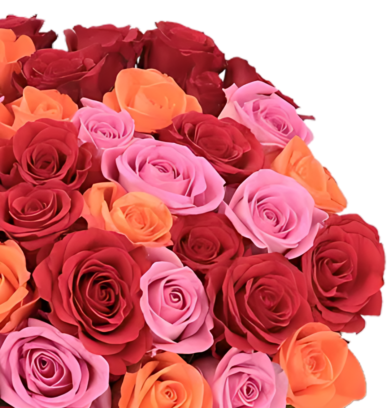 70 Rosen - "Rosenbeet"